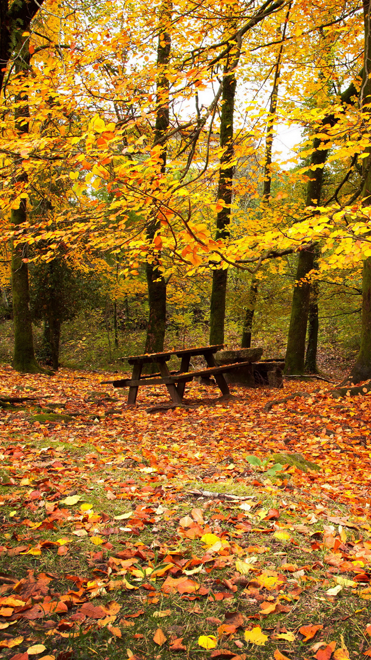 Banco de Madera Marrón Bajo Árboles de Hojas Amarillas. Wallpaper in 750x1334 Resolution