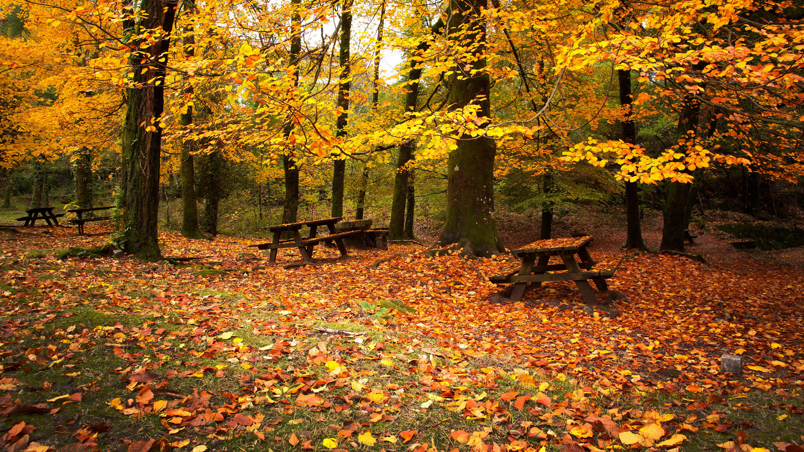 Braune Holzbank Unter Gelben Laubbäumen. Wallpaper in 2560x1440 Resolution