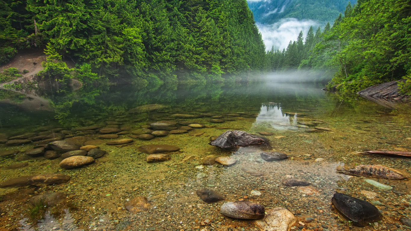 Green Trees Beside River During Daytime. Wallpaper in 1366x768 Resolution