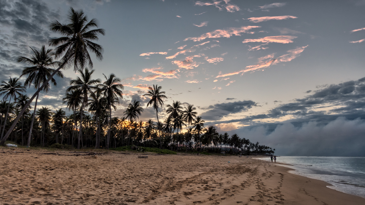 Palm Trees on Beach During Sunset. Wallpaper in 1280x720 Resolution