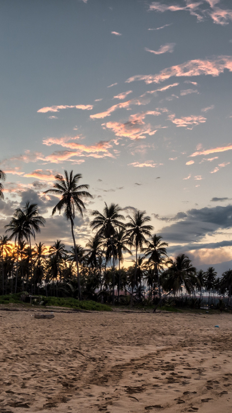 Palm Trees on Beach During Sunset. Wallpaper in 750x1334 Resolution
