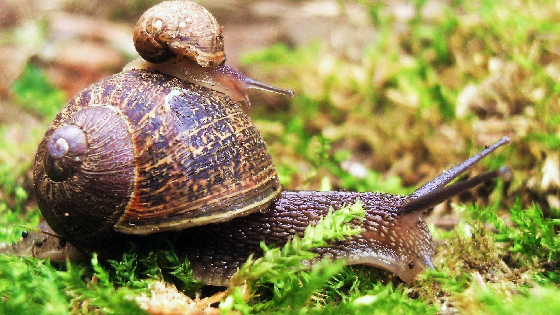 Caracol Marrón Sobre la Hierba Verde Durante el Día. Wallpaper in 1920x1080 Resolution