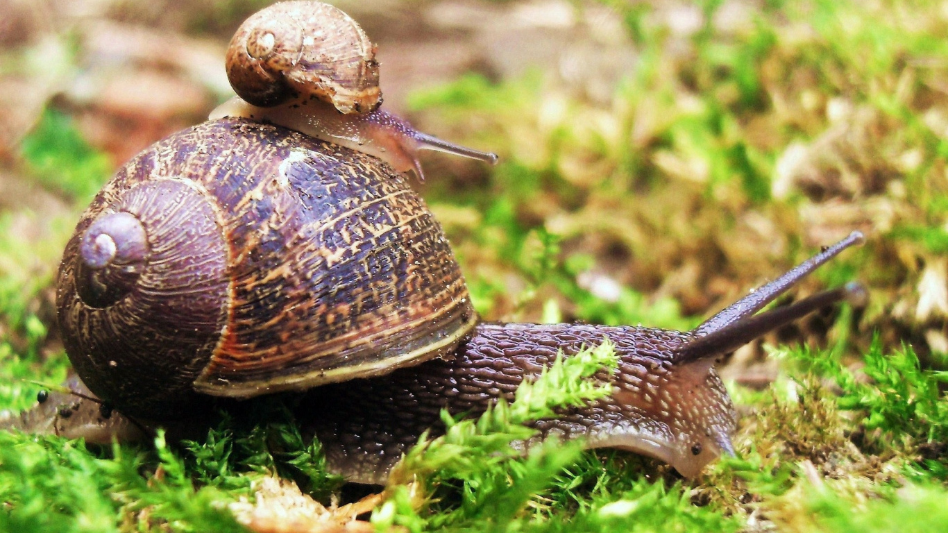 Brown Snail on Green Grass During Daytime. Wallpaper in 1366x768 Resolution