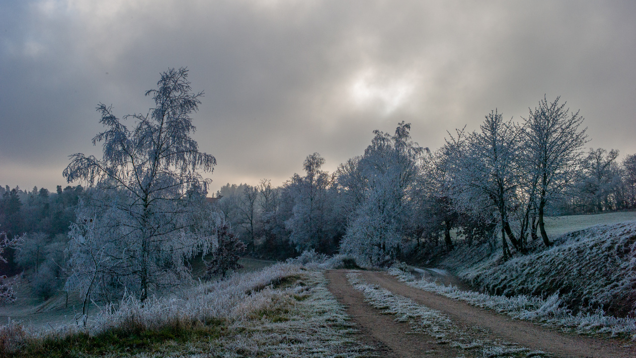 Baum, Einfrieren, Branch, Cloud, Schnee. Wallpaper in 1280x720 Resolution