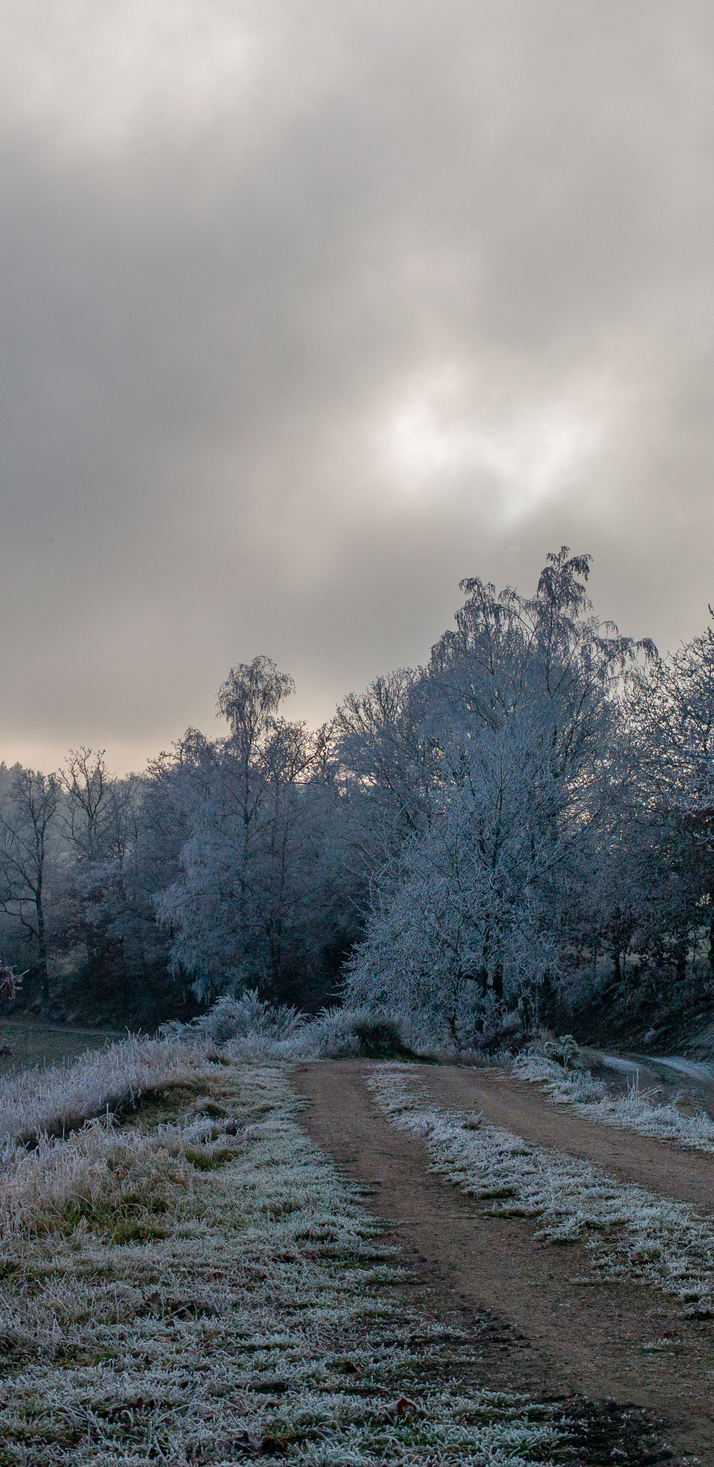 Baum, Einfrieren, Branch, Cloud, Schnee. Wallpaper in 1440x2960 Resolution