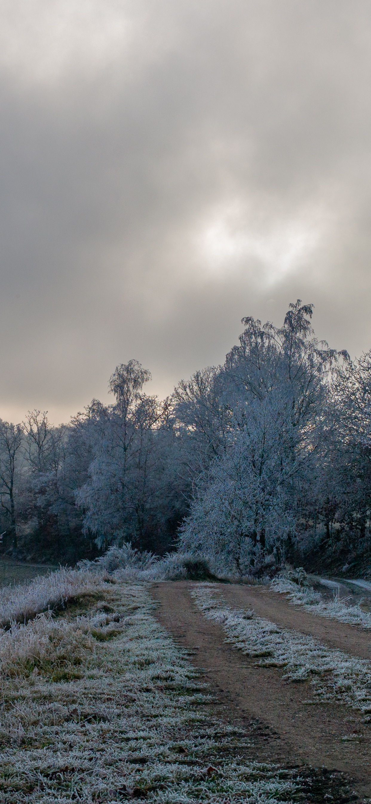 Congelación, Sucursal, Nieve, Carretera, Invierno. Wallpaper in 1242x2688 Resolution