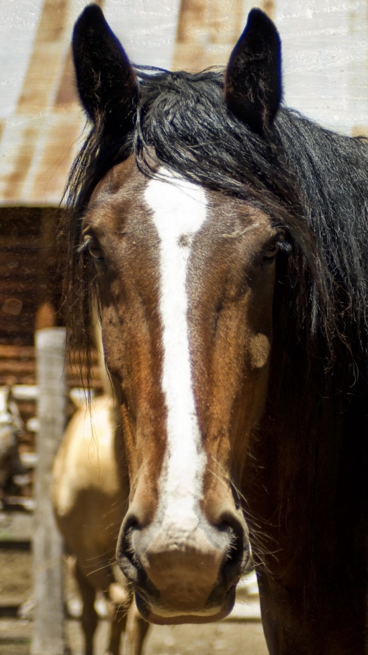 Cheval Brun et Blanc Debout Sur Une Clôture en Bois Marron Pendant la Journée. Wallpaper in 720x1280 Resolution