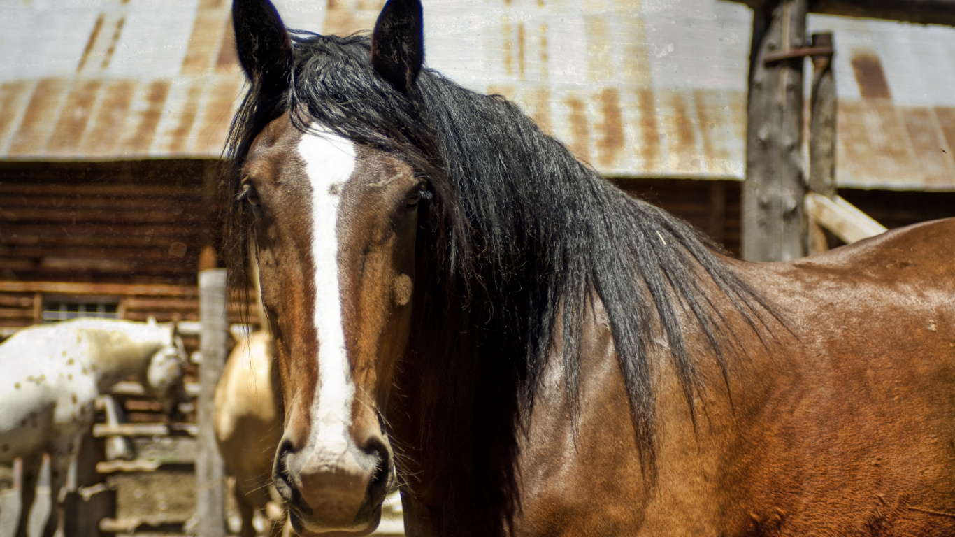 Brown and White Horse Standing on Brown Wooden Fence During Daytime. Wallpaper in 1366x768 Resolution