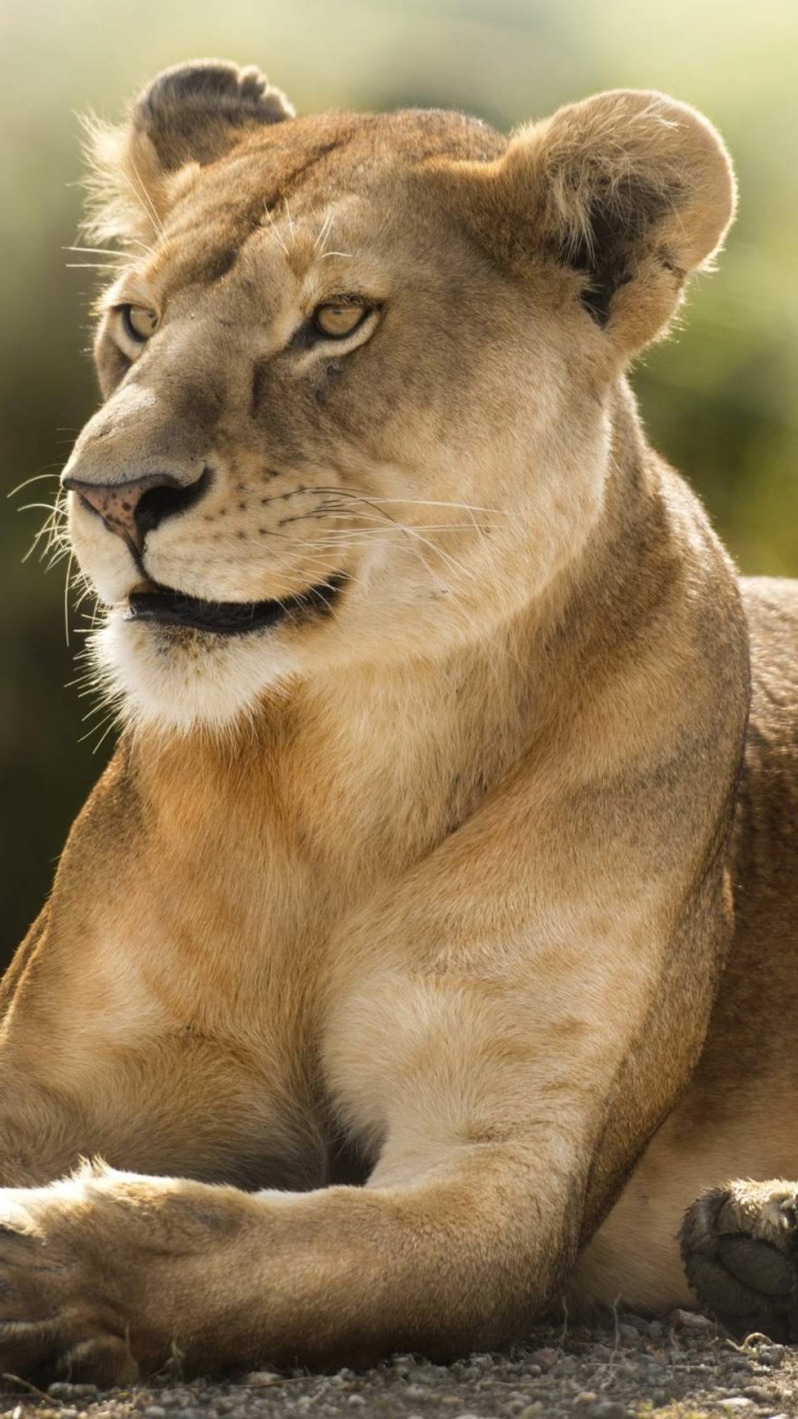 Lionne Brune Allongée Sur L'herbe Verte Pendant la Journée. Wallpaper in 720x1280 Resolution