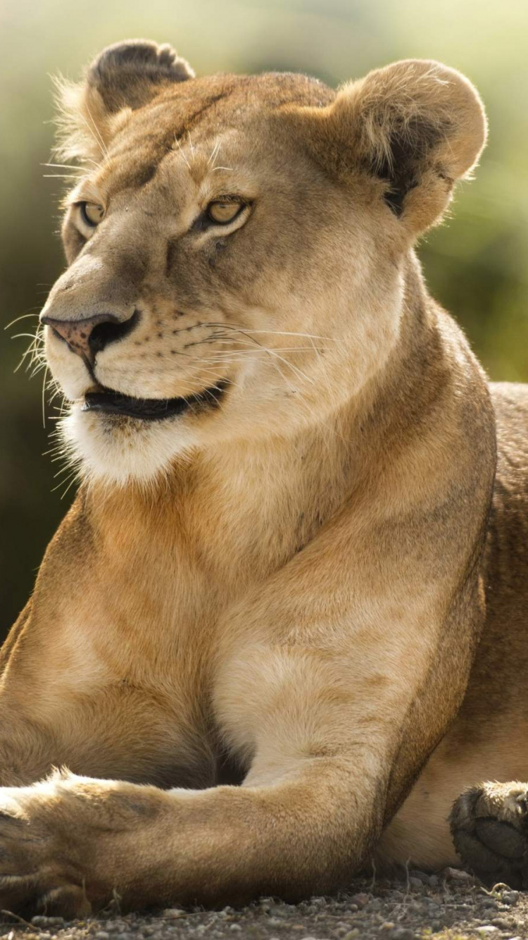 Brown Lioness Lying on Green Grass During Daytime. Wallpaper in 750x1334 Resolution