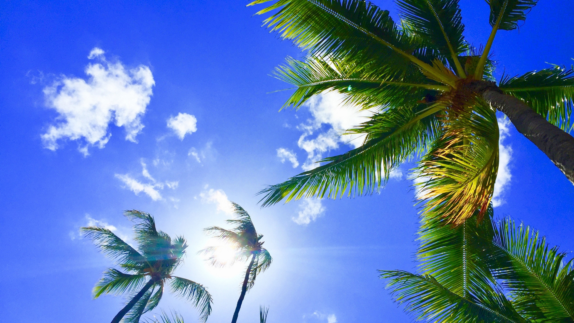Palmera Verde Bajo un Cielo Azul y Nubes Blancas Durante el Día. Wallpaper in 1920x1080 Resolution