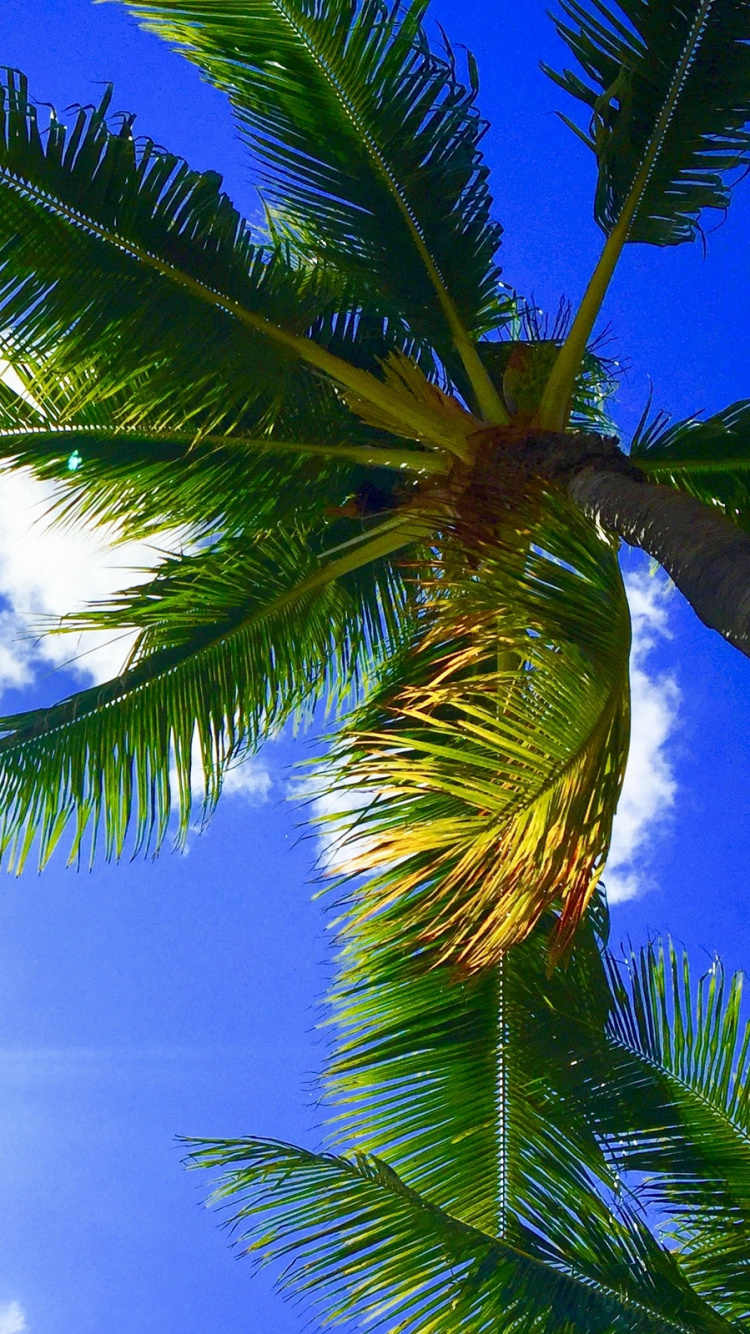 Green Palm Tree Under Blue Sky and White Clouds During Daytime. Wallpaper in 750x1334 Resolution
