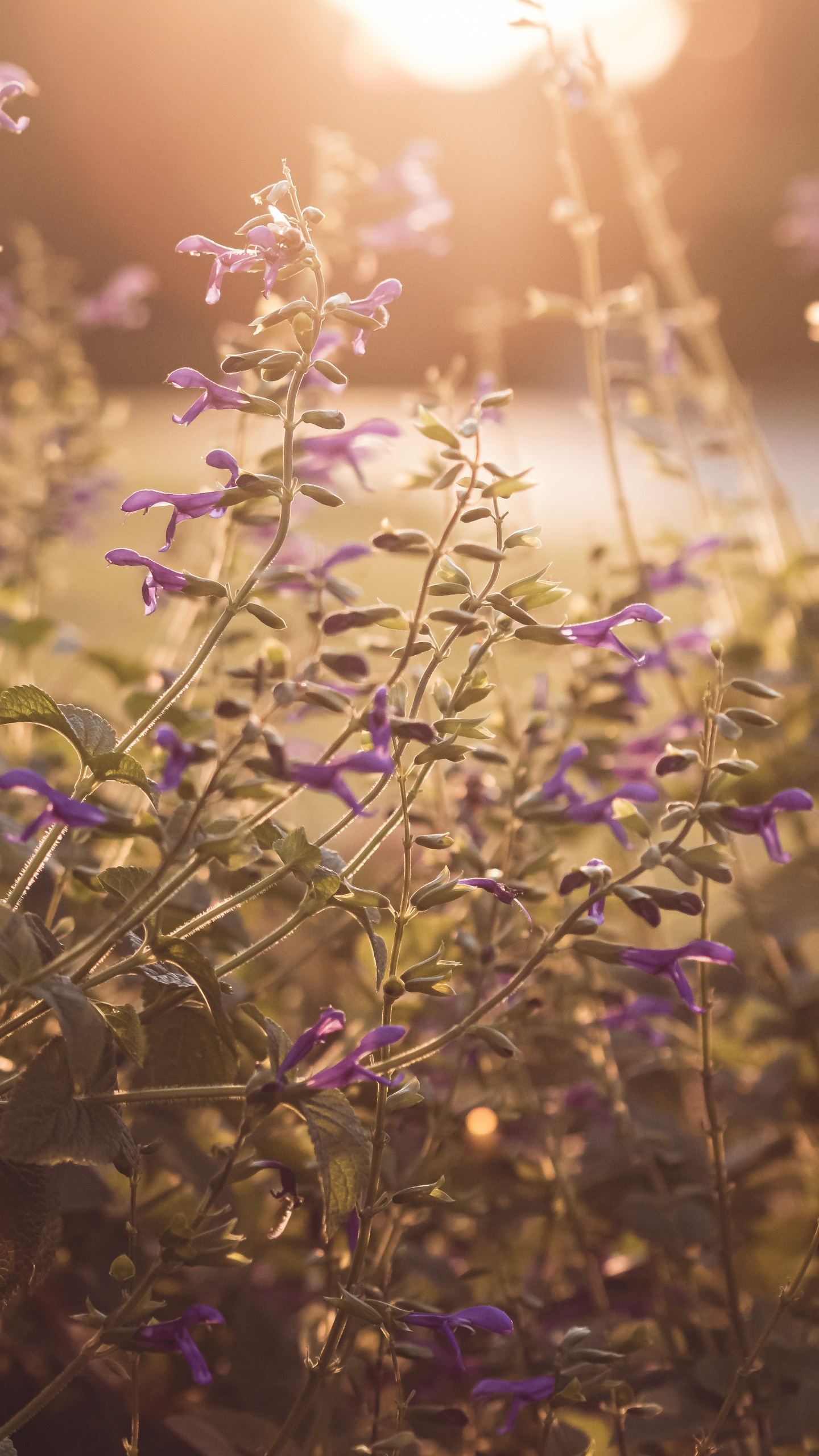 Green Plant With Purple Flowers. Wallpaper in 1440x2560 Resolution