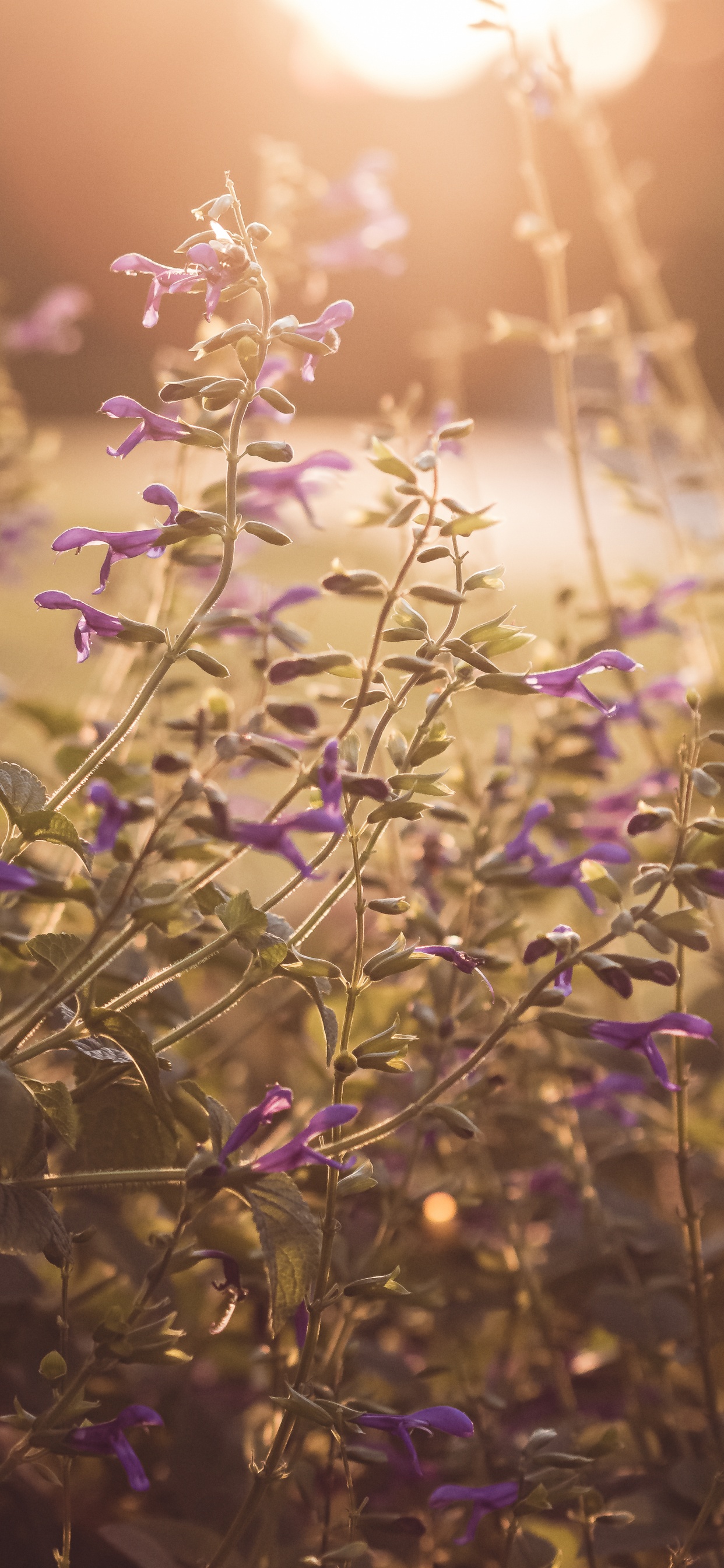 Planta Verde Con Flores Moradas. Wallpaper in 1242x2688 Resolution