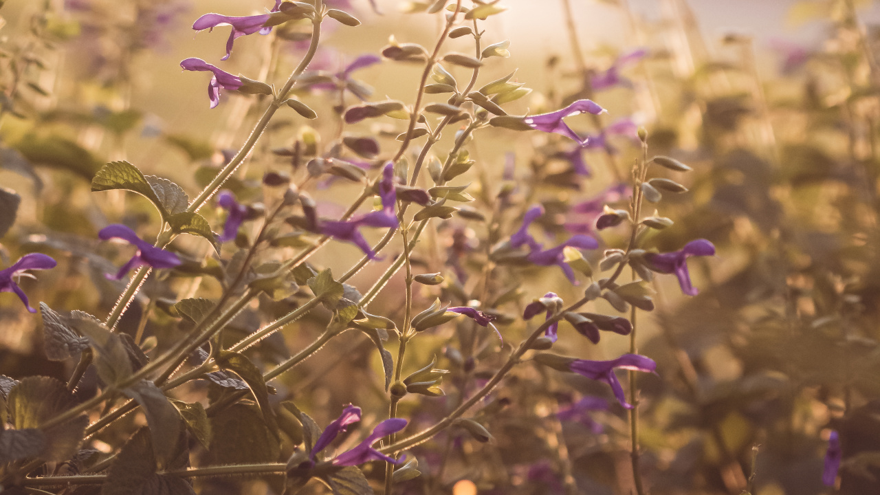 Planta Verde Con Flores Moradas. Wallpaper in 1280x720 Resolution