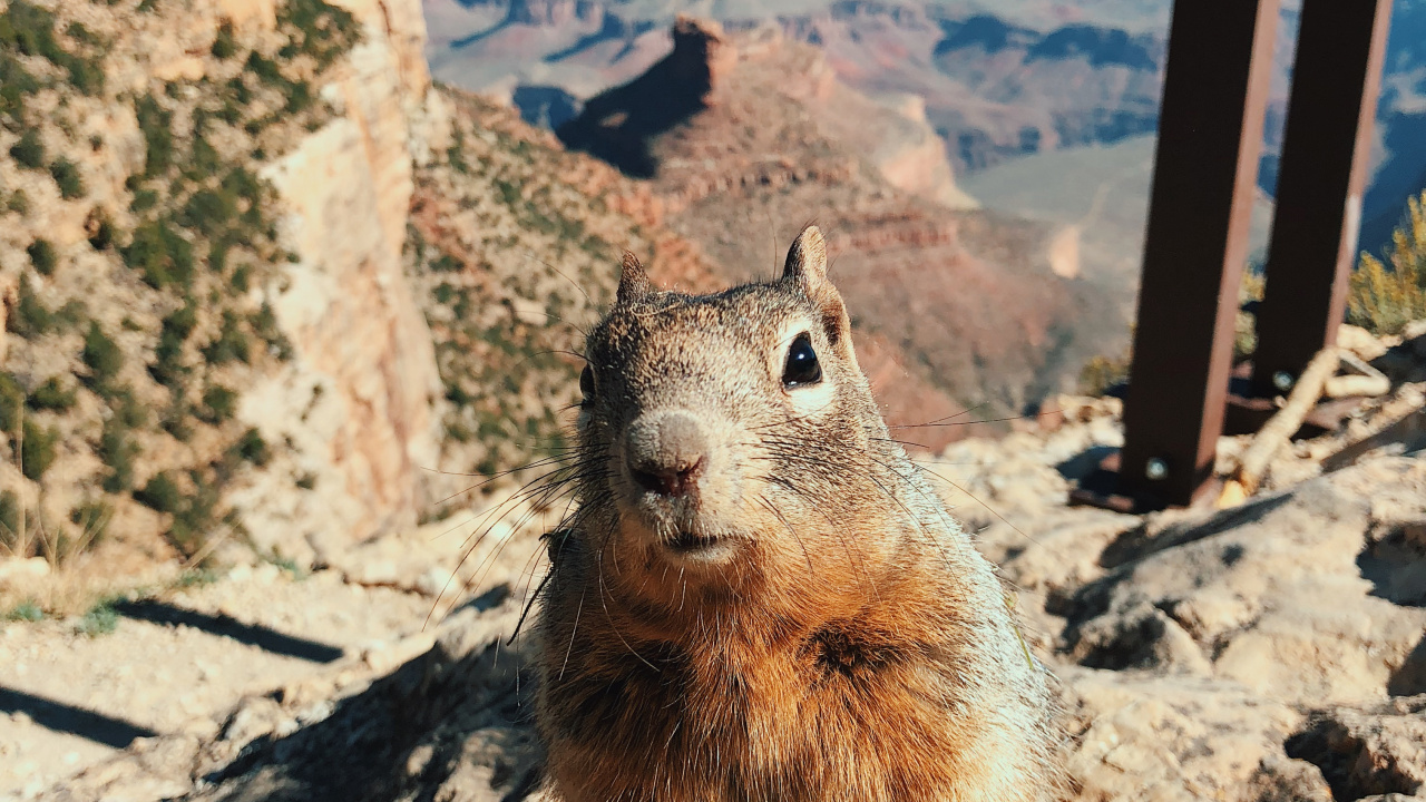 Grand Canyon National Park, Bright Angel Trail, Nagetier, Eichhörnchen, Rock. Wallpaper in 1280x720 Resolution