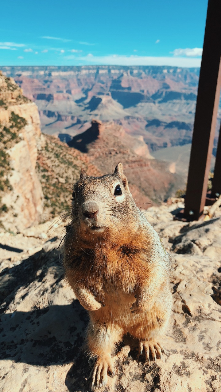 Grand Canyon National Park, Bright Angel Trail, Nagetier, Eichhörnchen, Rock. Wallpaper in 720x1280 Resolution