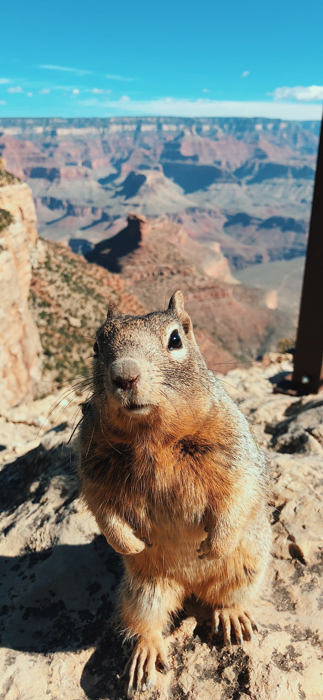 Grand Canyon National Park, Bright Angel Trail, Rodent, Squirrels, Squirrel. Wallpaper in 1125x2436 Resolution