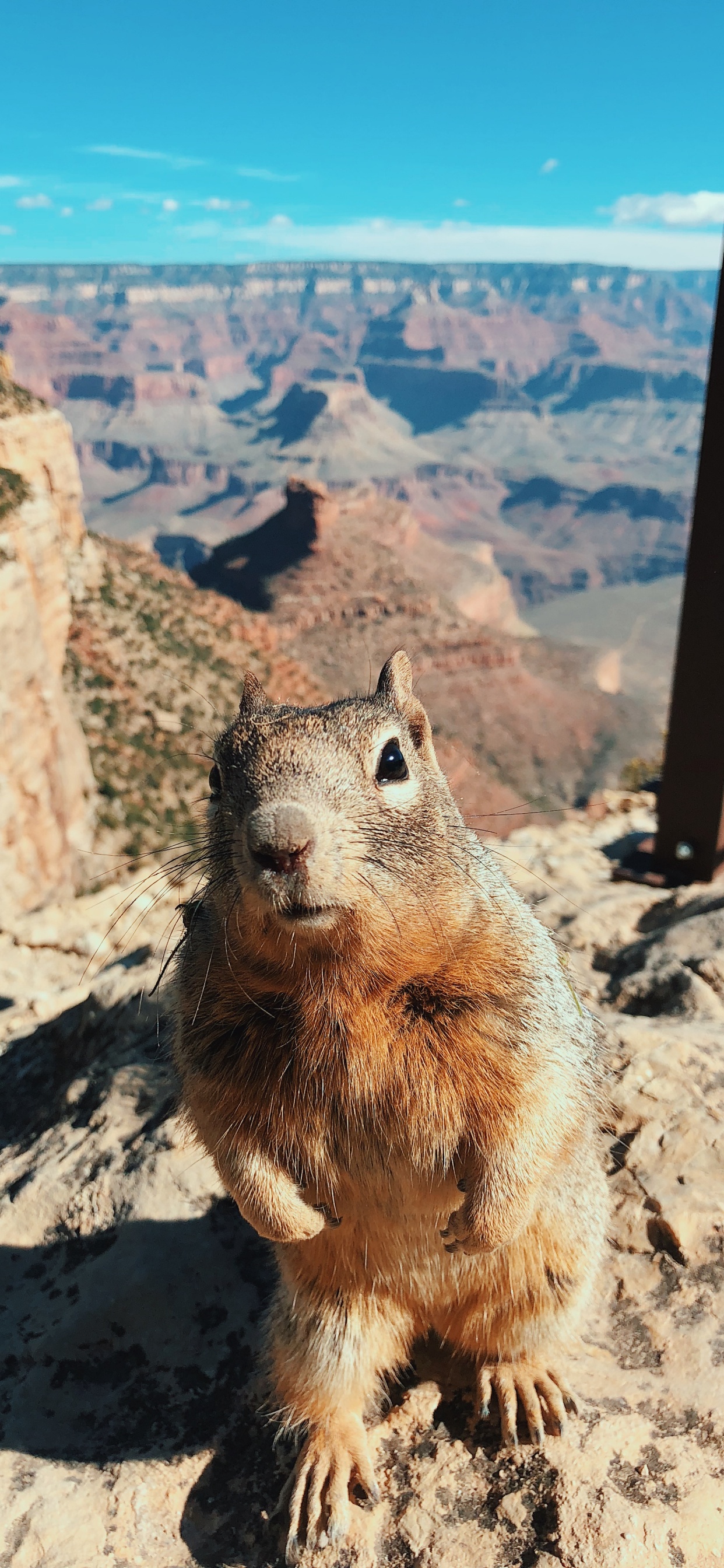 Grand Canyon National Park, Bright Angel Trail, Rodent, Squirrels, Squirrel. Wallpaper in 1242x2688 Resolution