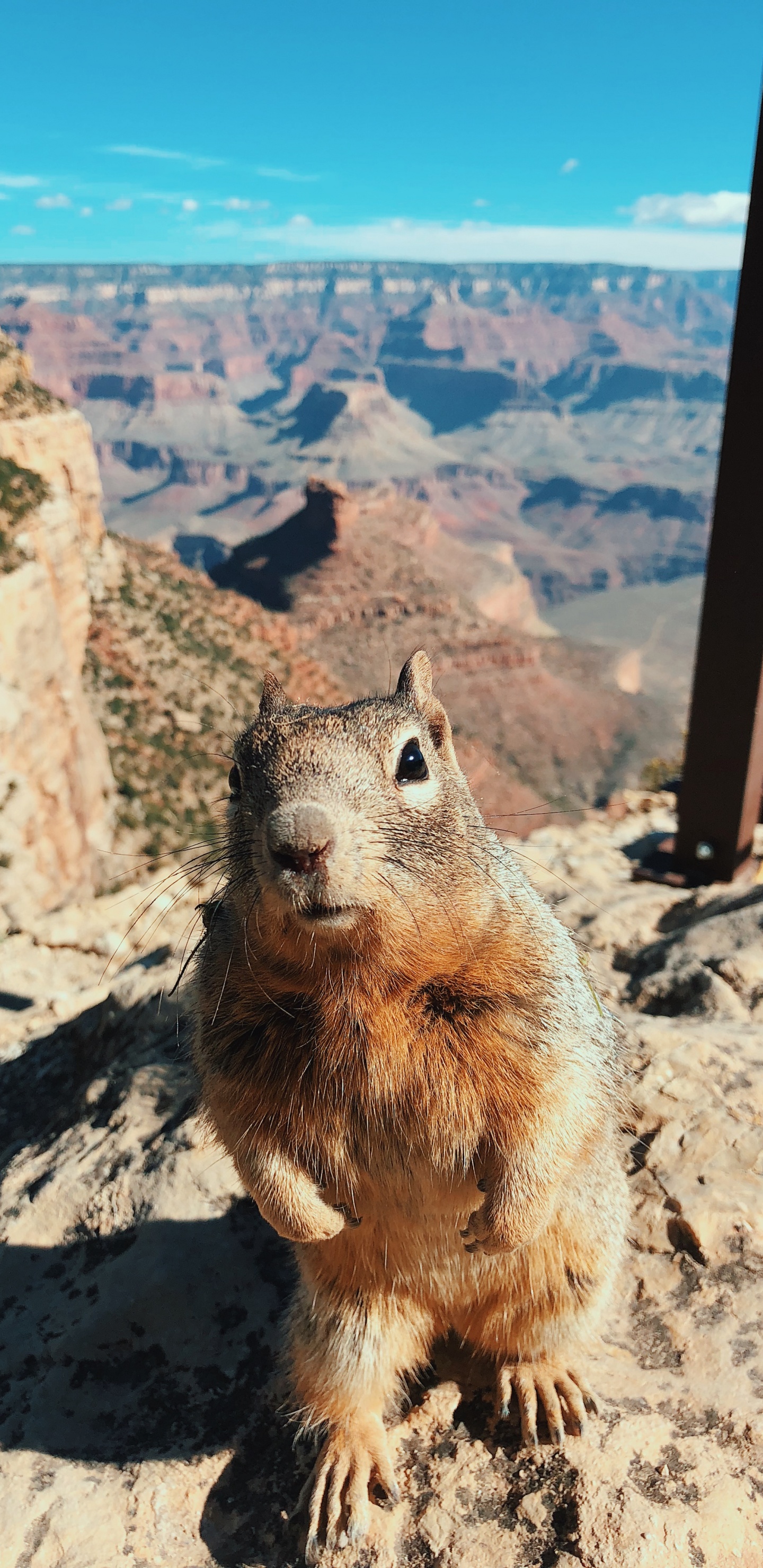 Grand Canyon National Park, Bright Angel Trail, Rodent, Squirrels, Squirrel. Wallpaper in 1440x2960 Resolution