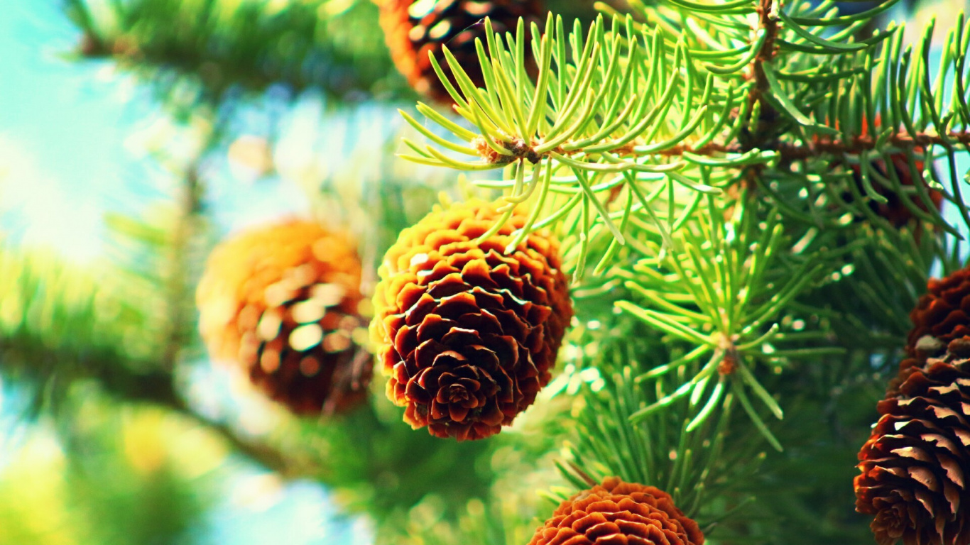 Brown Pine Cones in Tilt Shift Lens. Wallpaper in 1366x768 Resolution