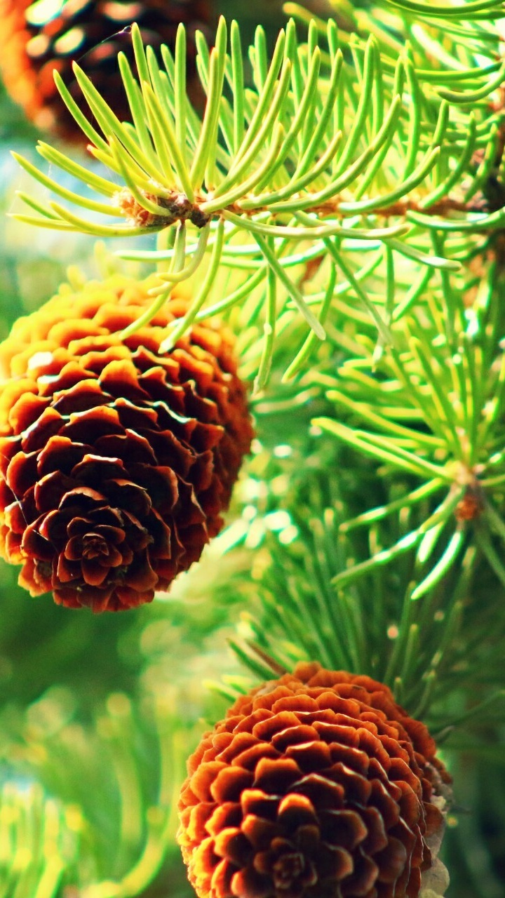 Brown Pine Cones in Tilt Shift Lens. Wallpaper in 720x1280 Resolution