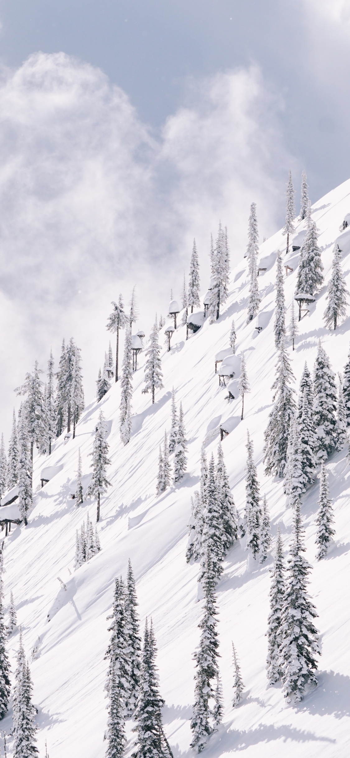 Schnee, Winter, Baum, Piste, Einfrieren. Wallpaper in 1125x2436 Resolution