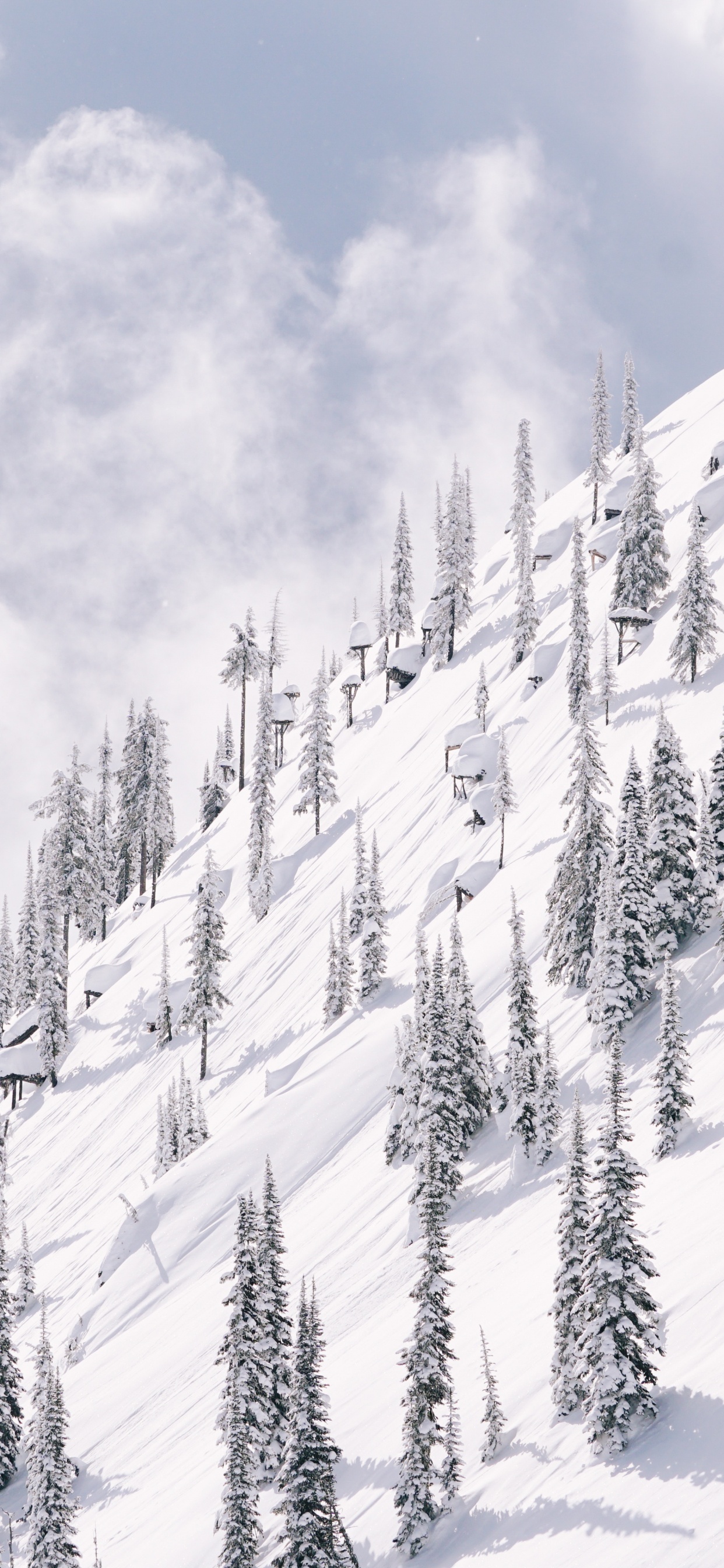 Schnee, Winter, Baum, Piste, Einfrieren. Wallpaper in 1242x2688 Resolution