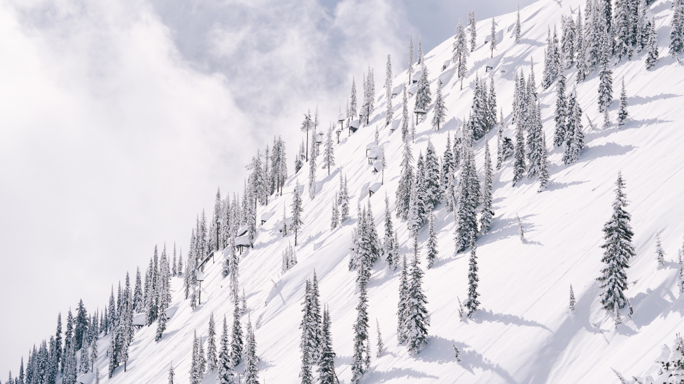 Schnee, Winter, Baum, Piste, Einfrieren. Wallpaper in 1366x768 Resolution