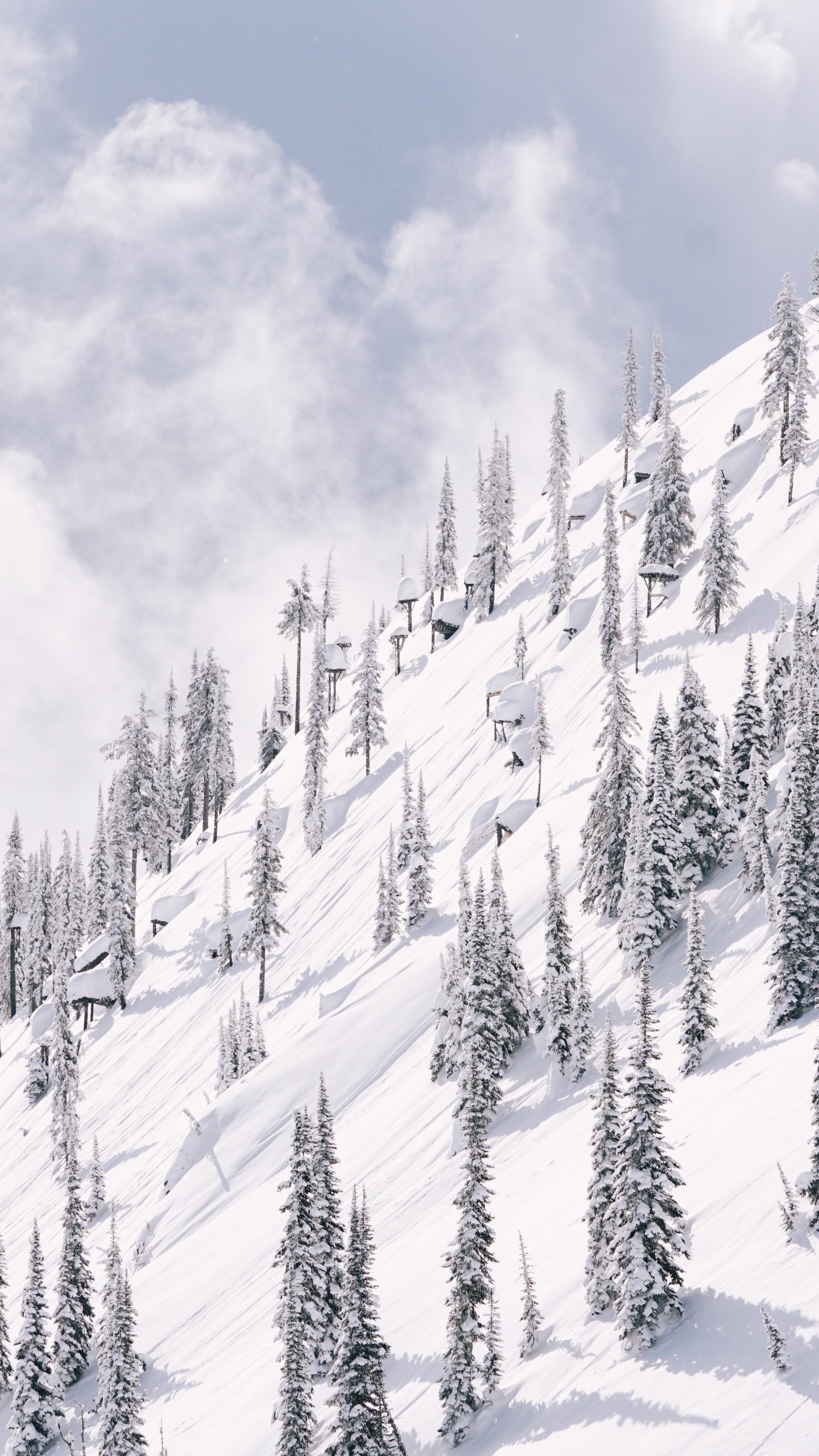 Schnee, Winter, Baum, Piste, Einfrieren. Wallpaper in 1440x2560 Resolution
