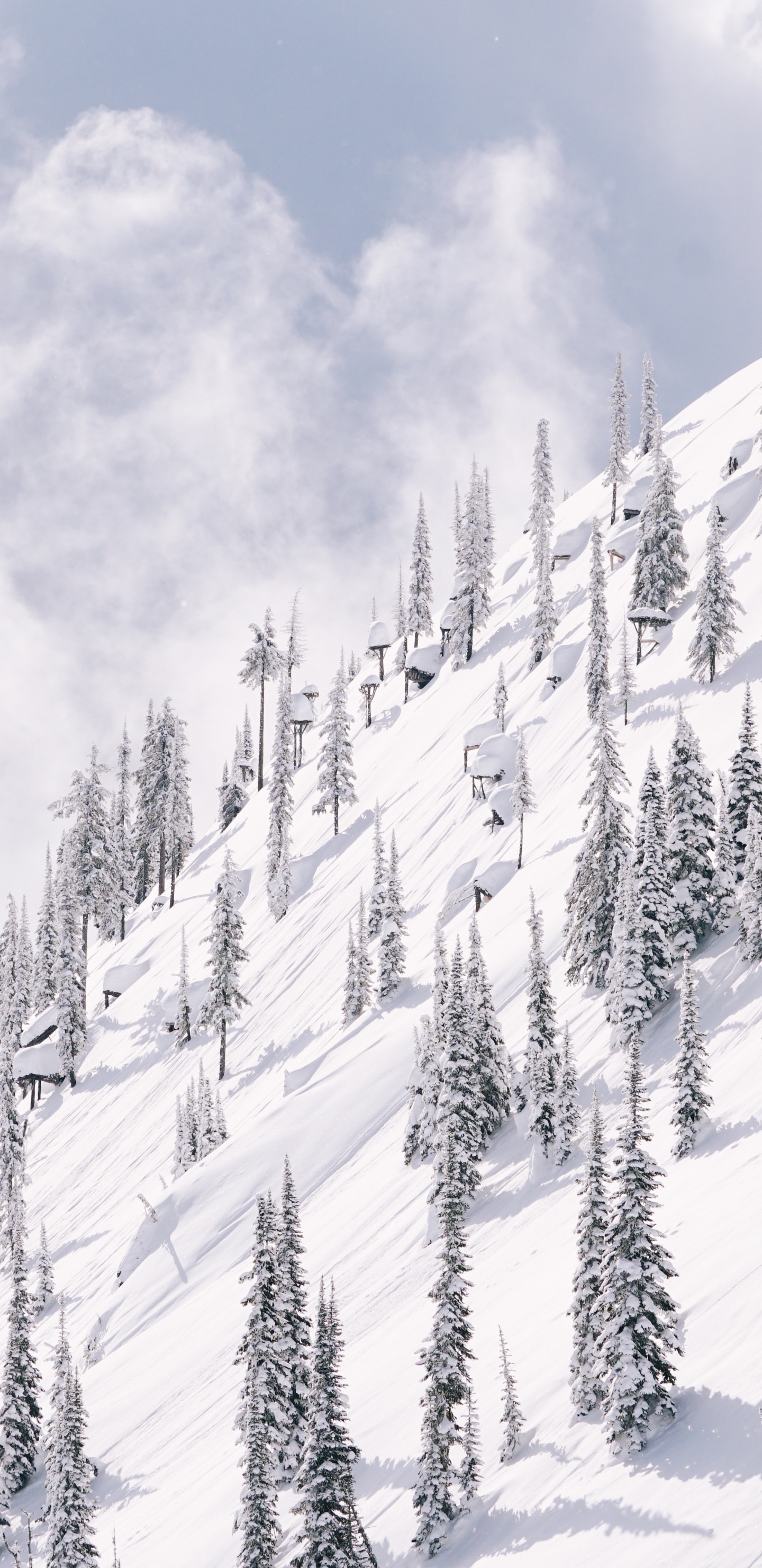 Schnee, Winter, Baum, Piste, Einfrieren. Wallpaper in 1440x2960 Resolution