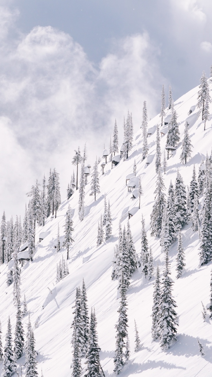 Schnee, Winter, Baum, Piste, Einfrieren. Wallpaper in 720x1280 Resolution