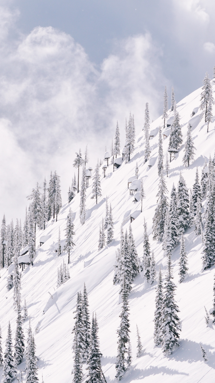 Schnee, Winter, Baum, Piste, Einfrieren. Wallpaper in 750x1334 Resolution