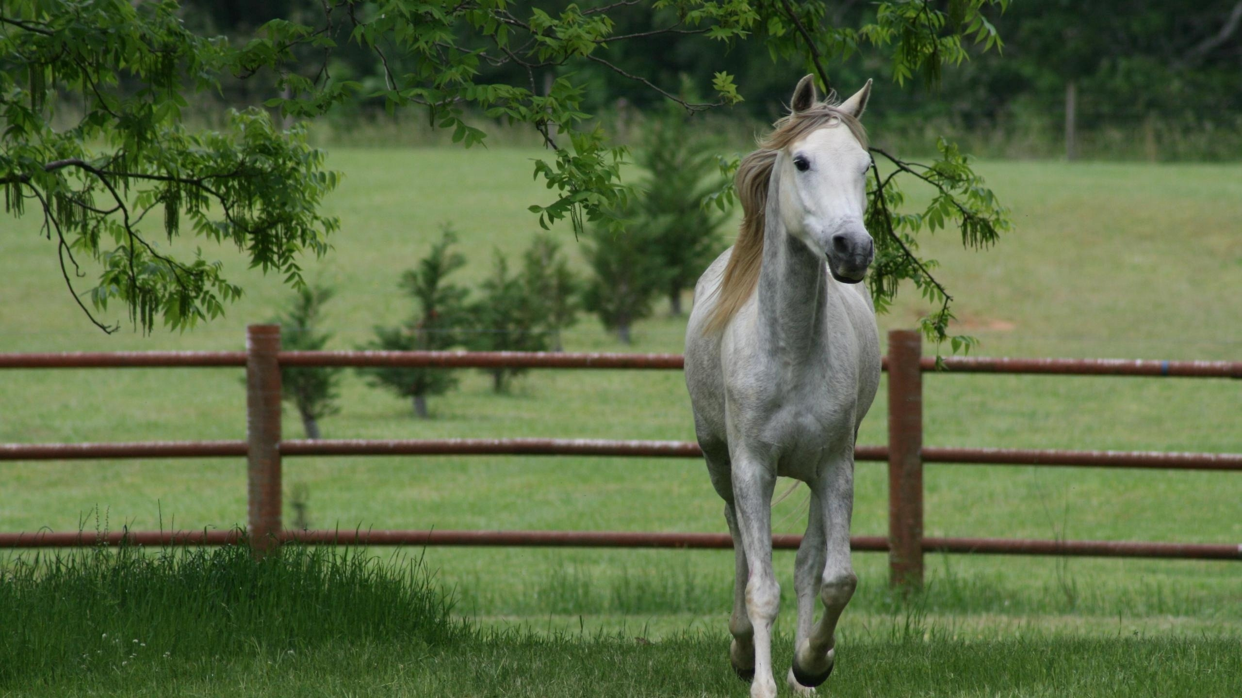 White Horse on Green Grass Field During Daytime. Wallpaper in 2560x1440 Resolution