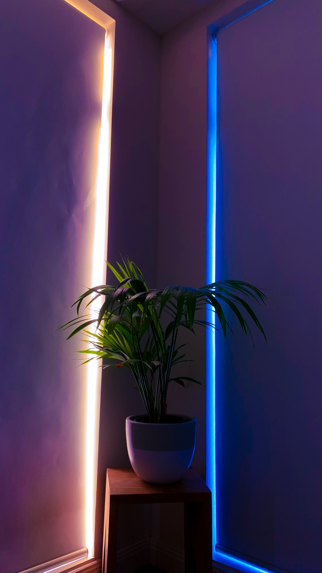 Plante Verte Sur Pot en Céramique Blanche. Wallpaper in 1080x1920 Resolution