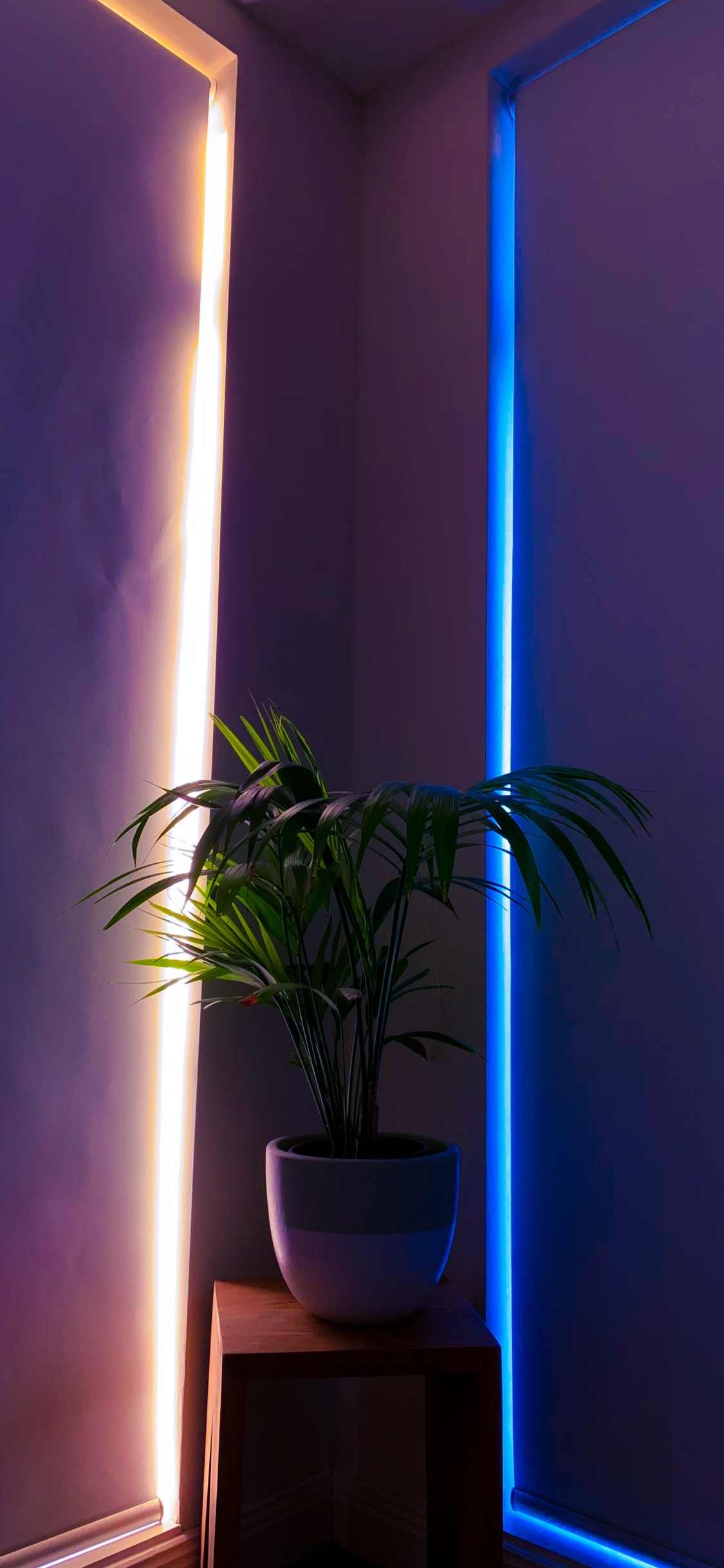 Plante Verte Sur Pot en Céramique Blanche. Wallpaper in 1125x2436 Resolution