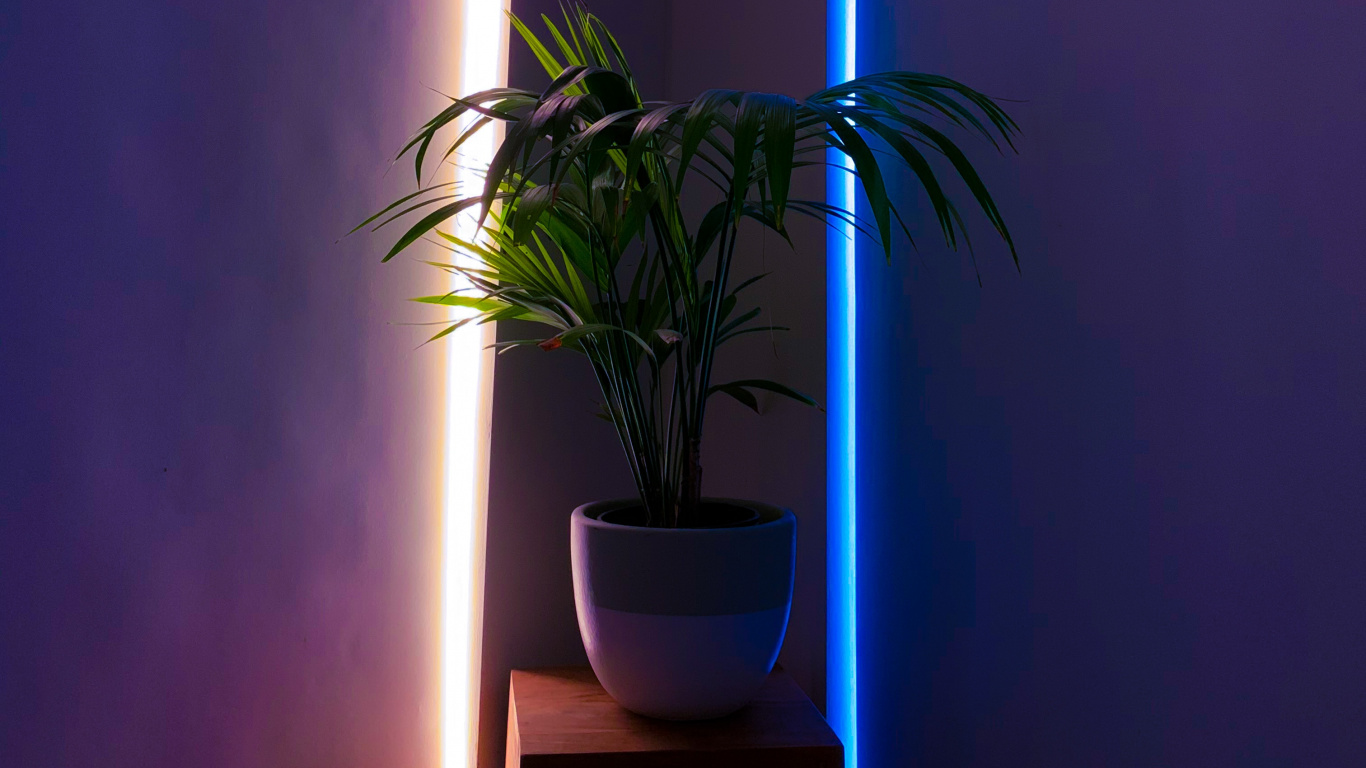 Plante Verte Sur Pot en Céramique Blanche. Wallpaper in 1366x768 Resolution