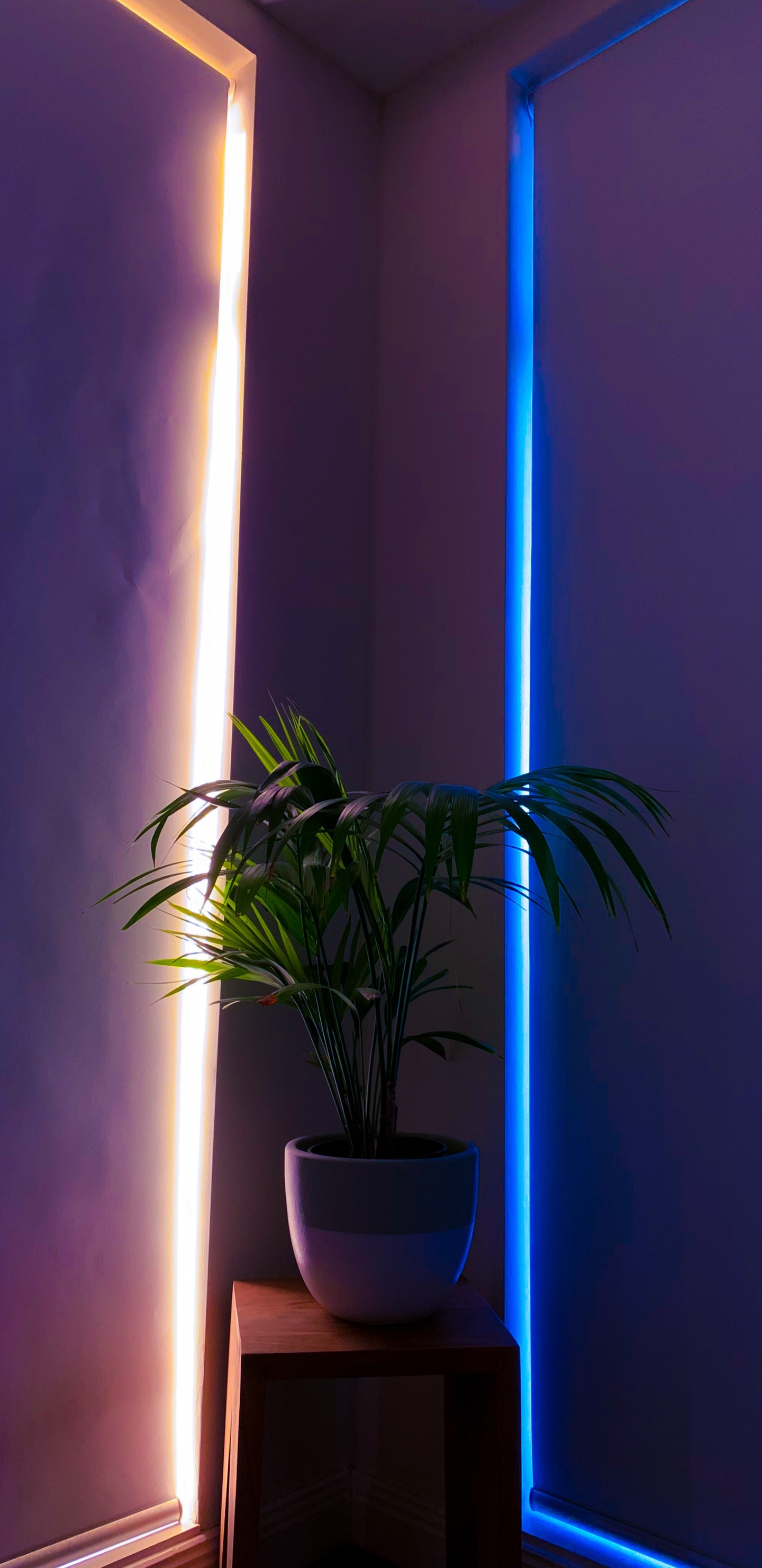 Plante Verte Sur Pot en Céramique Blanche. Wallpaper in 1440x2960 Resolution