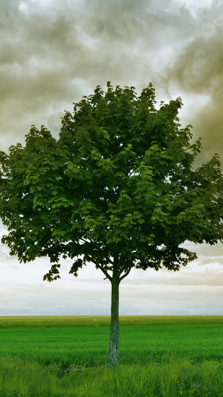 Grüner Baum Auf Grüner Wiese Unter Bewölktem Himmel. Wallpaper in 720x1280 Resolution