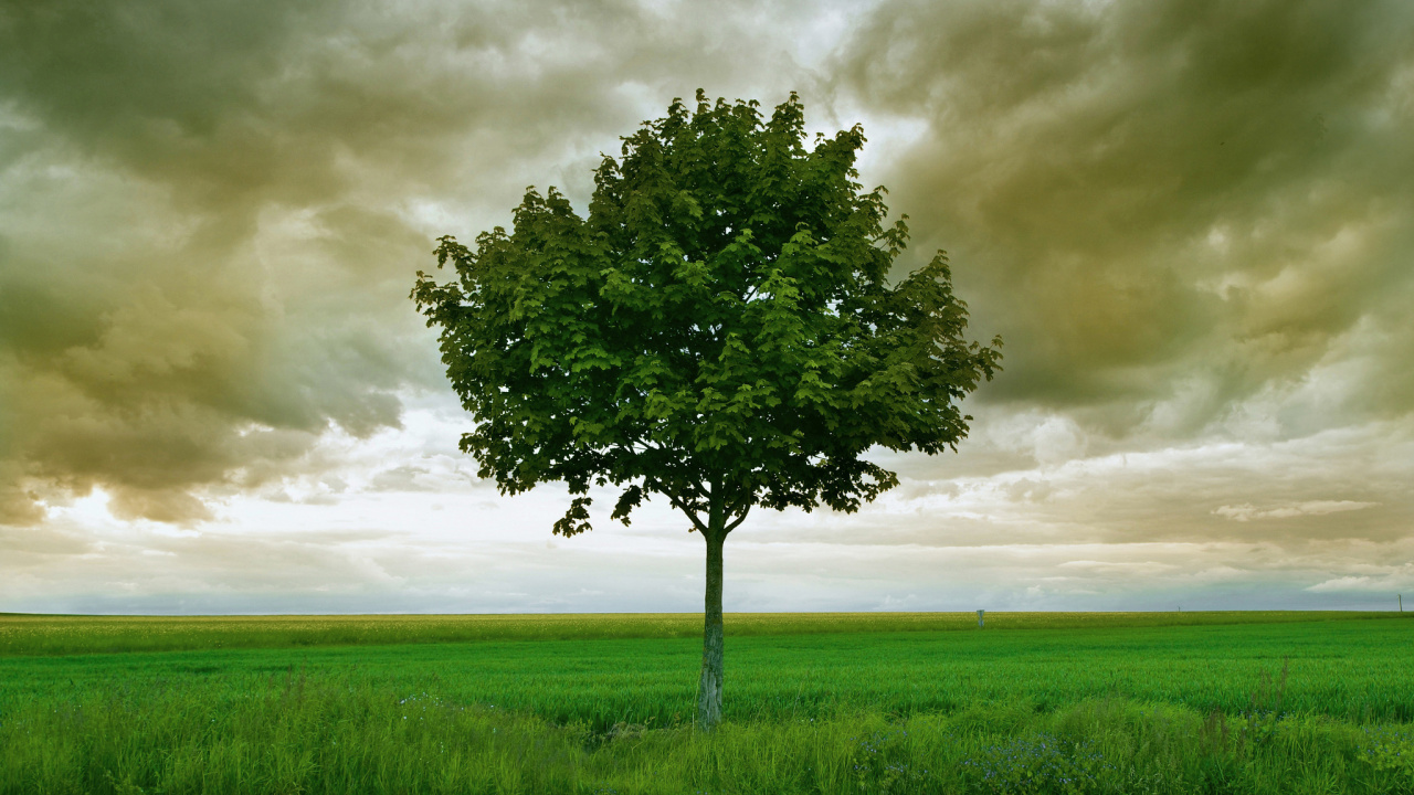 Green Tree on Green Grass Field Under Cloudy Sky. Wallpaper in 1280x720 Resolution