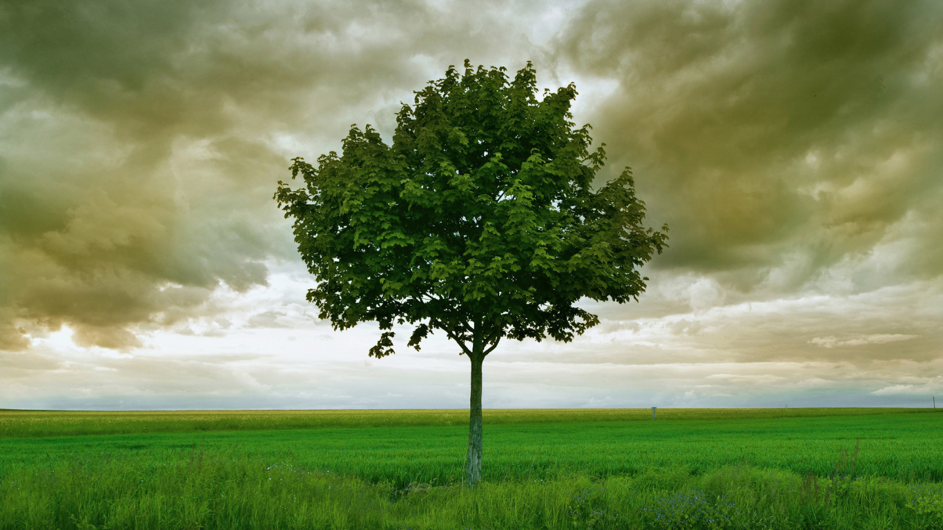 Green Tree on Green Grass Field Under Cloudy Sky. Wallpaper in 1366x768 Resolution