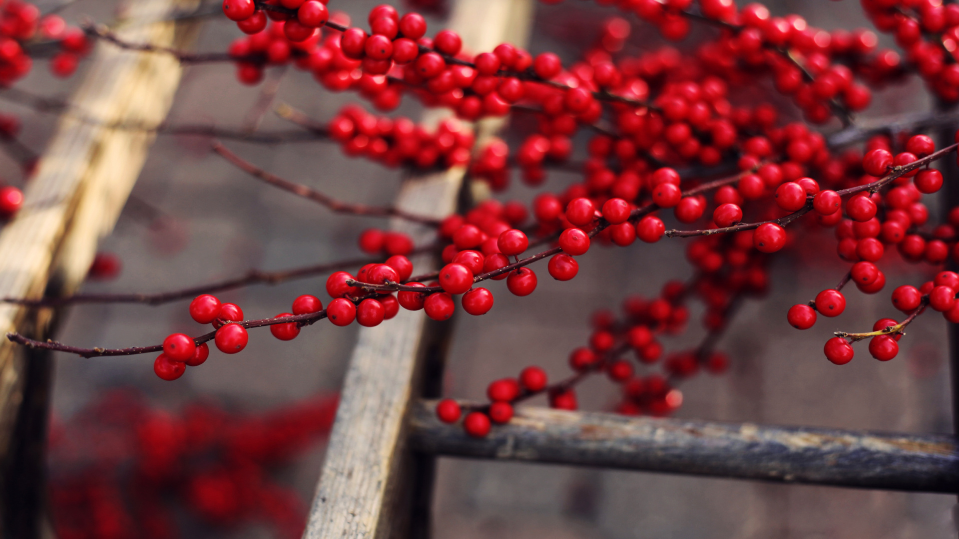 Red Round Fruits on Brown Wooden Fence. Wallpaper in 1920x1080 Resolution