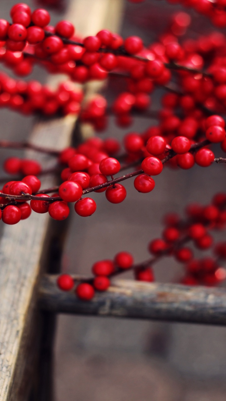 Red Round Fruits on Brown Wooden Fence. Wallpaper in 720x1280 Resolution