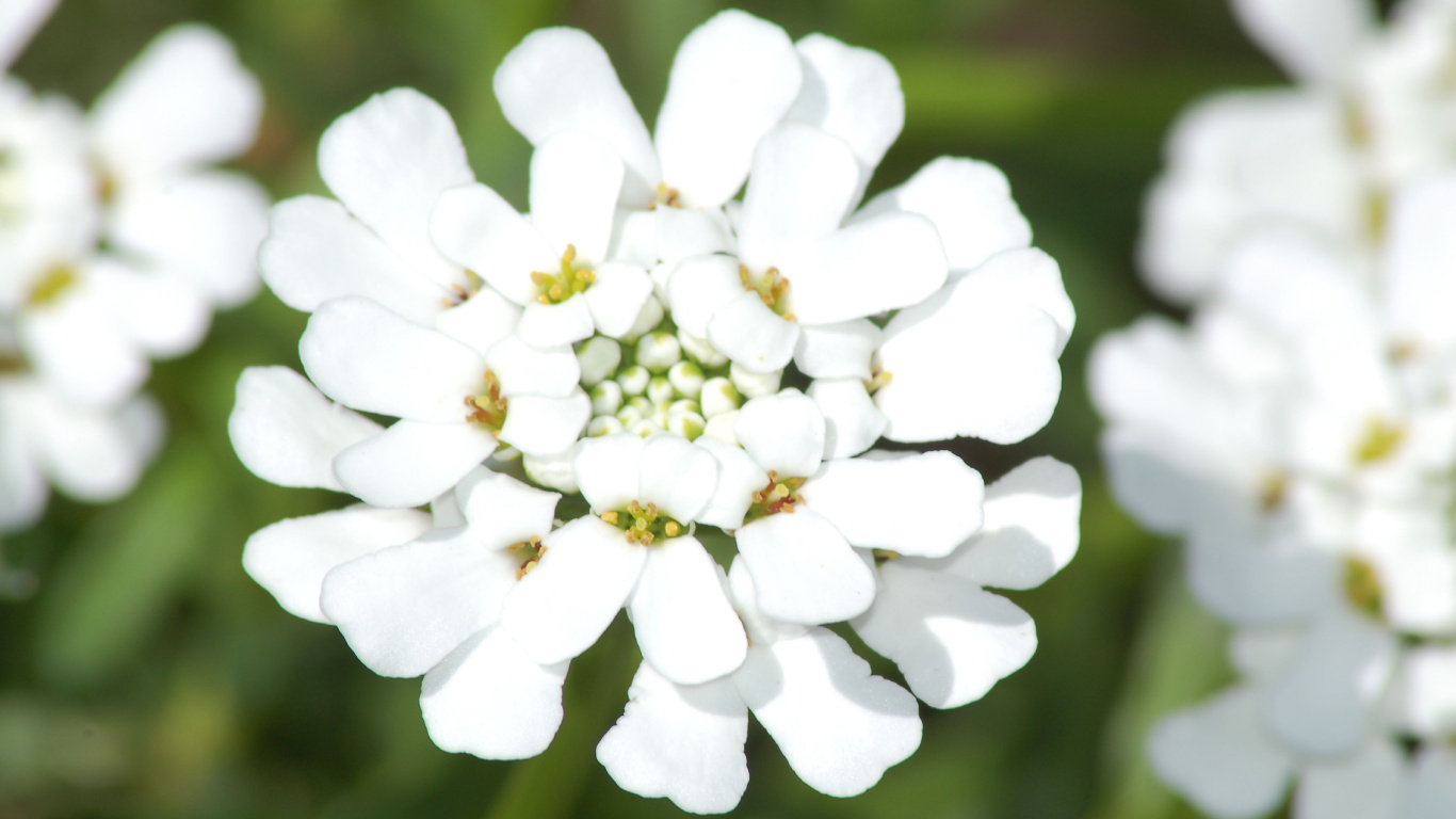 Candytuft Iberis, Candytuft à Feuilles Persistantes, Plante, Plante Vivace, Chef D'oeuvre D'Iberis. Wallpaper in 1366x768 Resolution