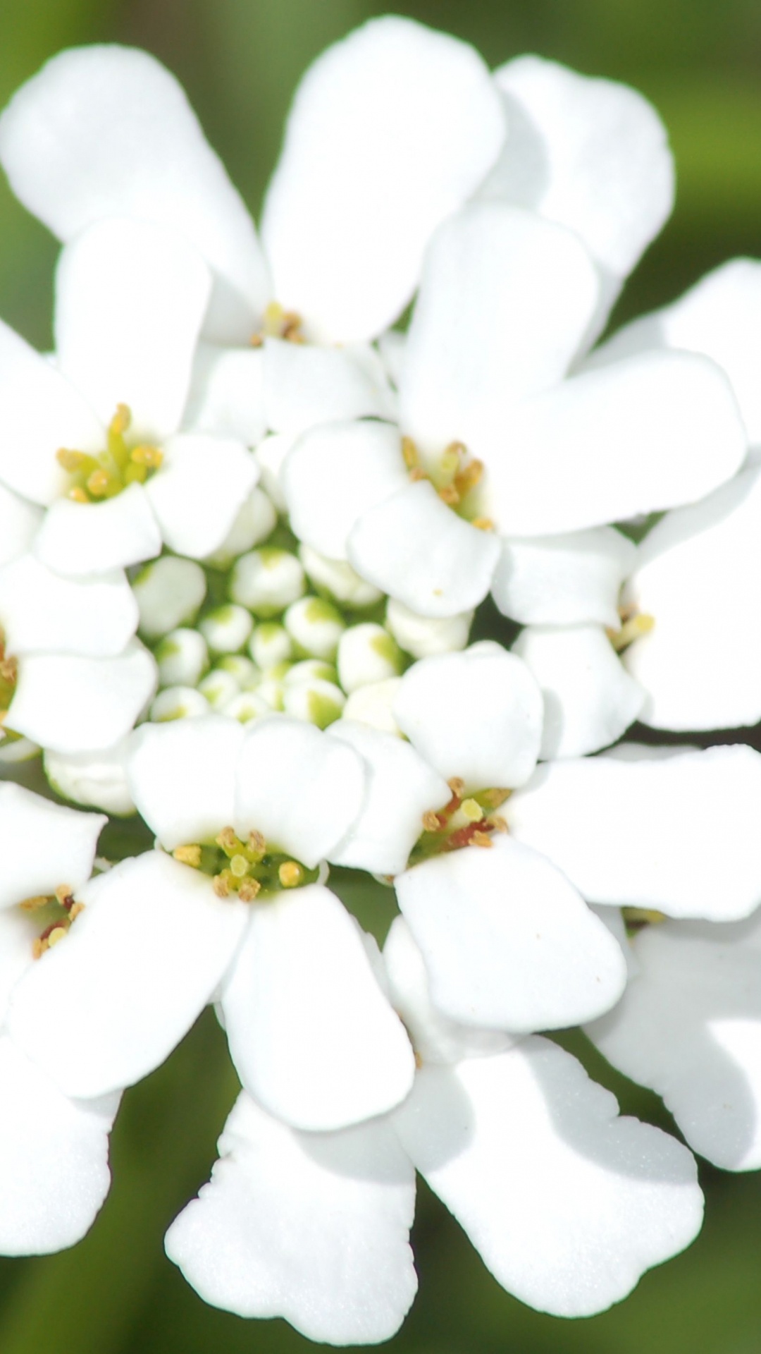 Candytuft Iberis, Immergrüner Candytuft, Pflanzen, Mehrjährige Pflanze, Iberis Meisterwerk. Wallpaper in 1080x1920 Resolution