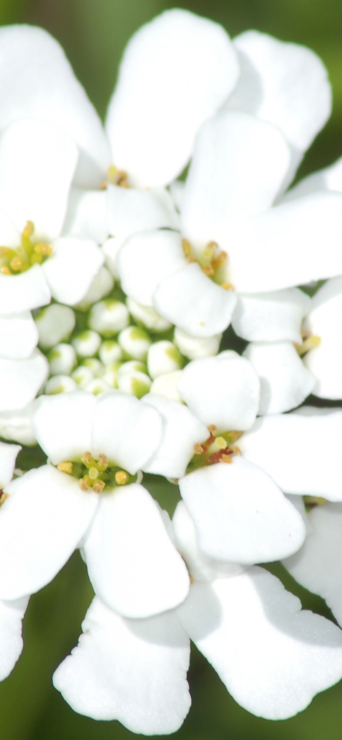 Candytuft Iberis, Immergrüner Candytuft, Pflanzen, Mehrjährige Pflanze, Iberis Meisterwerk. Wallpaper in 1125x2436 Resolution