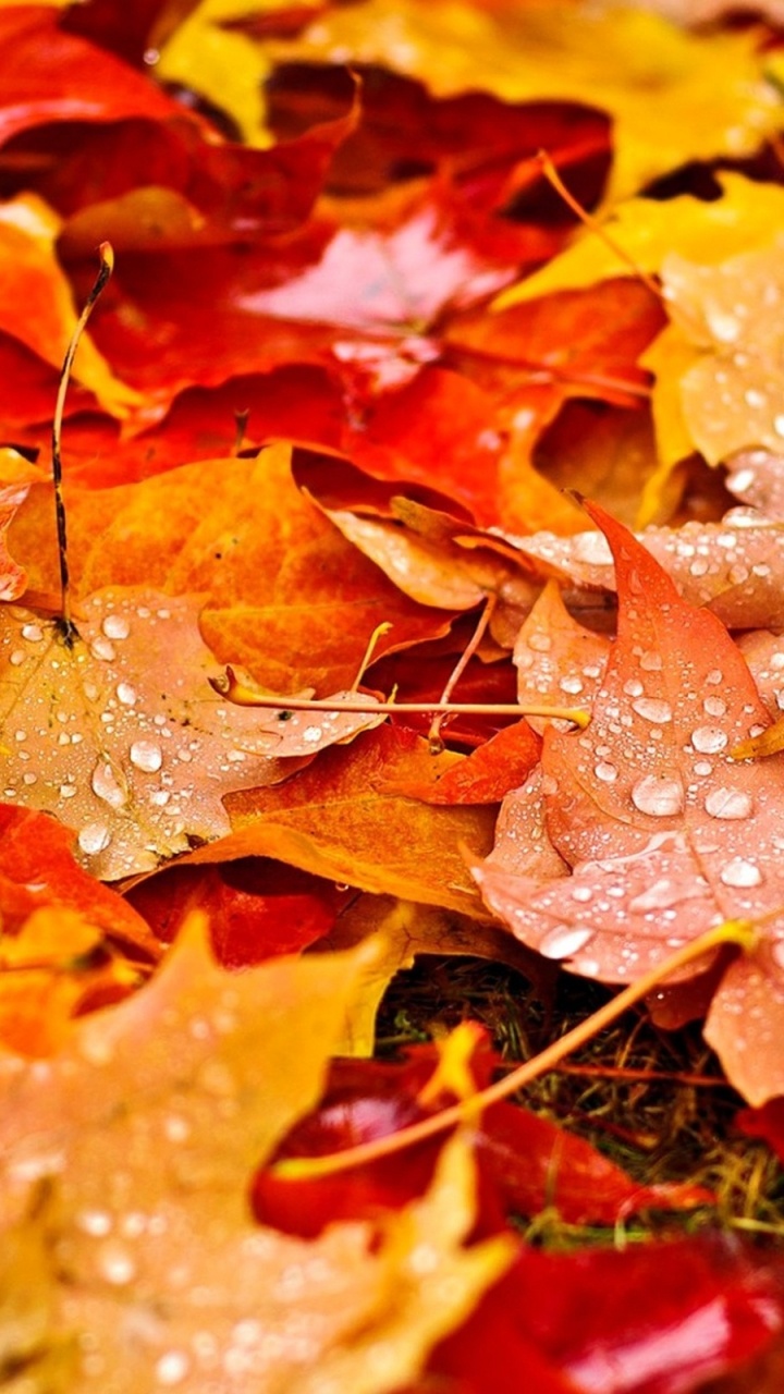 Brown Dried Leaves on Ground. Wallpaper in 720x1280 Resolution