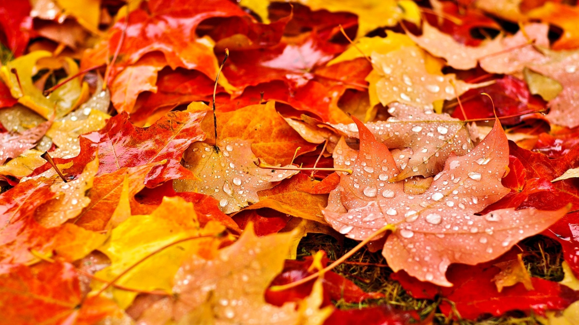 Feuilles Séchées Brunes au Sol. Wallpaper in 1920x1080 Resolution