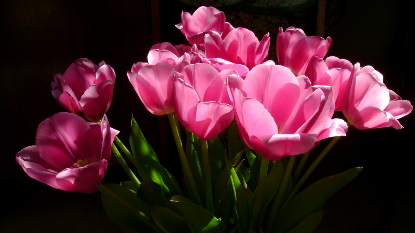 Pink Tulips in Bloom During Daytime. Wallpaper in 1366x768 Resolution