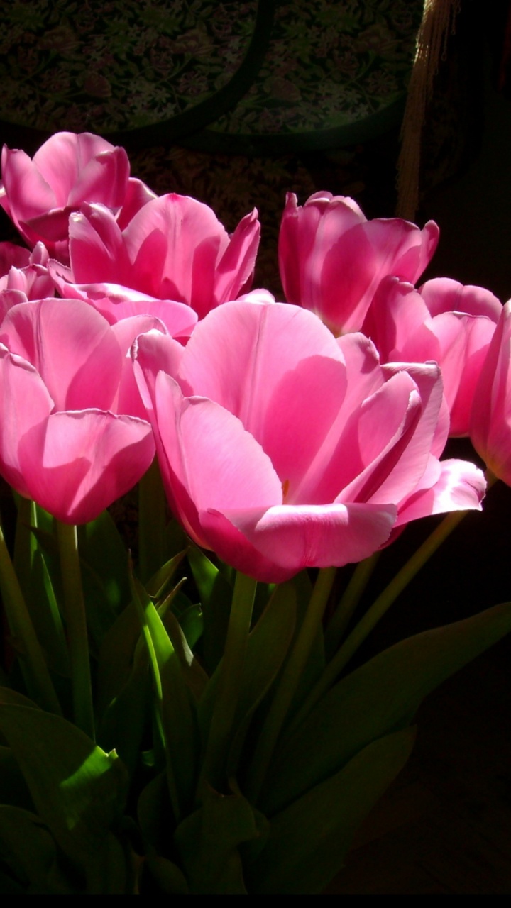 Pink Tulips in Bloom During Daytime. Wallpaper in 720x1280 Resolution